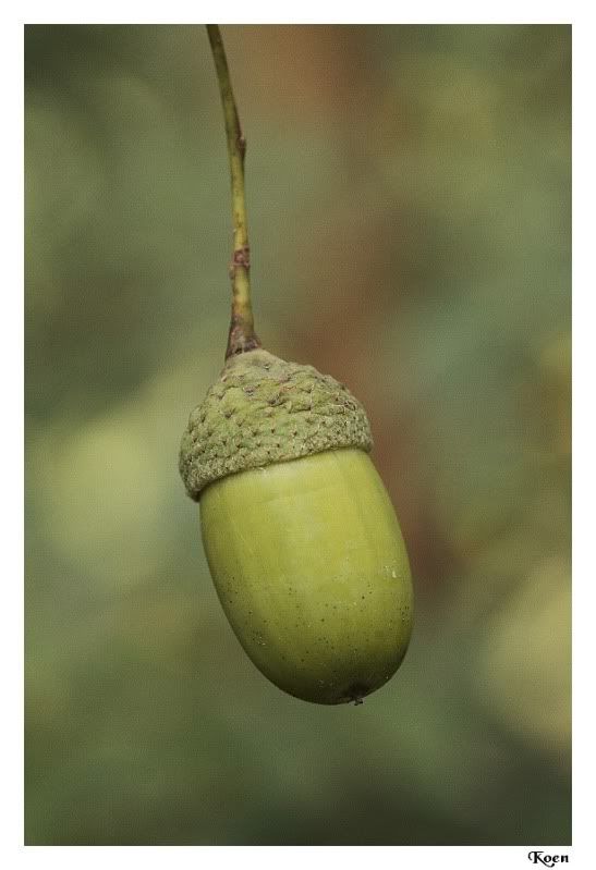 Fotografie