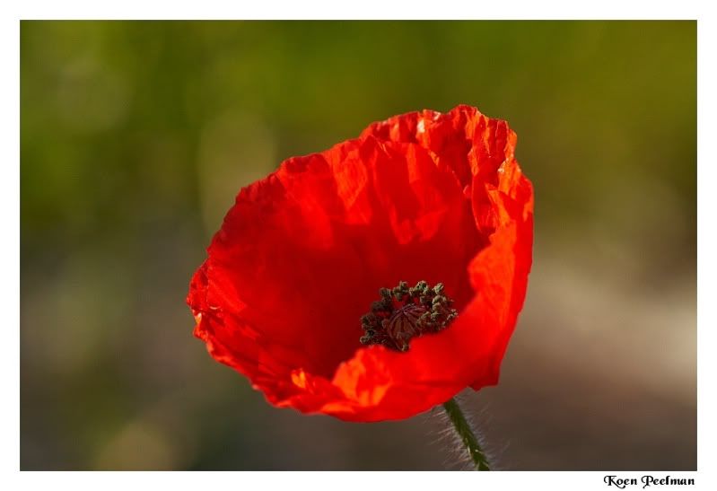 Fotografie