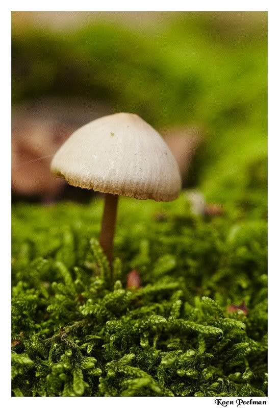 Fotografie