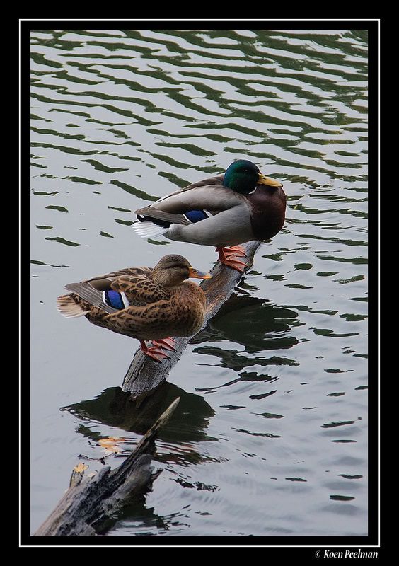 Fotografie