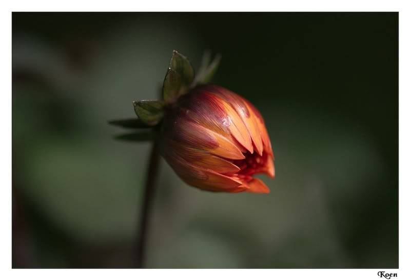Fotografie