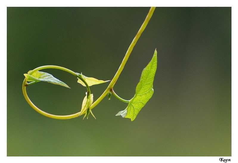 Fotografie