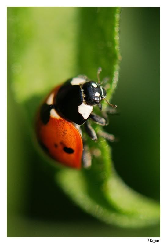 Fotografie