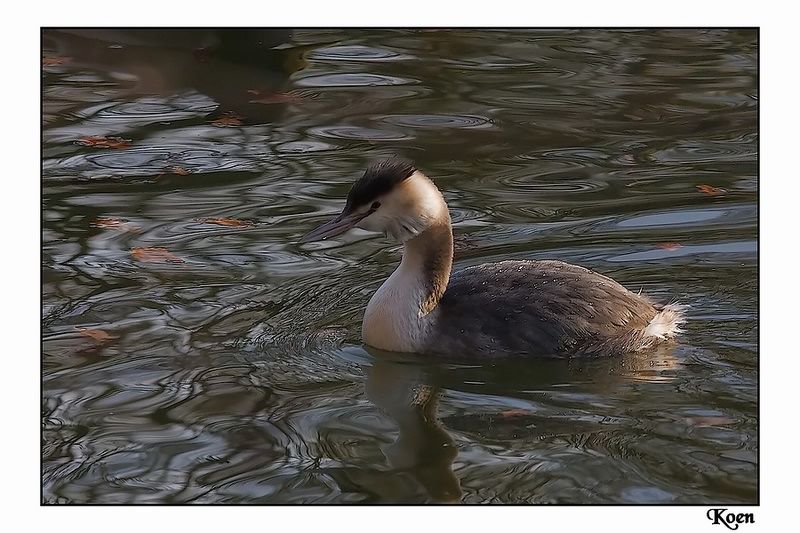 Fotografie