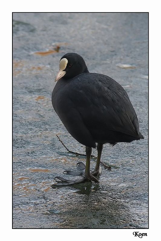 Fotografie