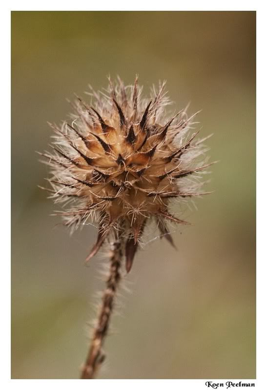 Fotografie