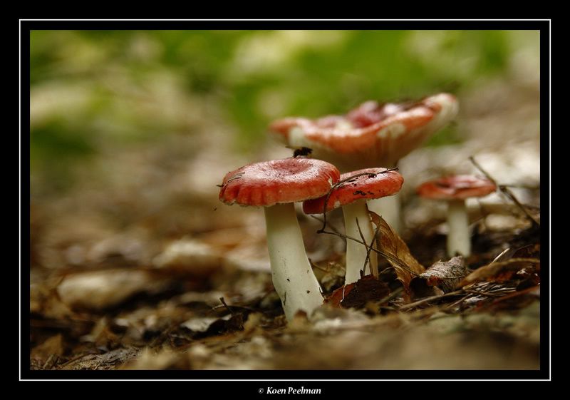 Fotografie