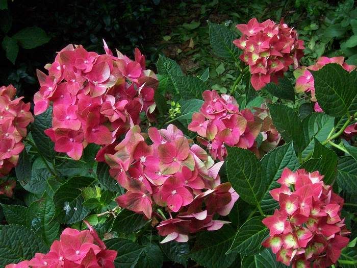 http://i5.photobucket.com/albums/y172/Rosisgarden/HydrangeaGreenShadow.jpg