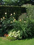 http://i5.photobucket.com/albums/y172/Rosisgarden/th_DSCF1170.jpg