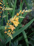 http://i5.photobucket.com/albums/y172/Rosisgarden/th_crocosmiacitronella.jpg