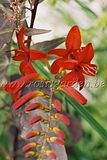 http://i5.photobucket.com/albums/y172/Rosisgarden/th_crocosmialucifer.jpg