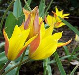 http://i5.photobucket.com/albums/y172/Rosisgarden/th_tulp.jpg