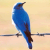 blue bird