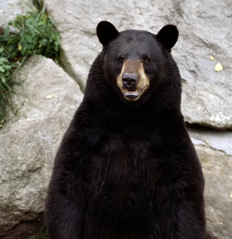 Bear-Grandfather-Mtn-Tim-Floyd-7796.jpg