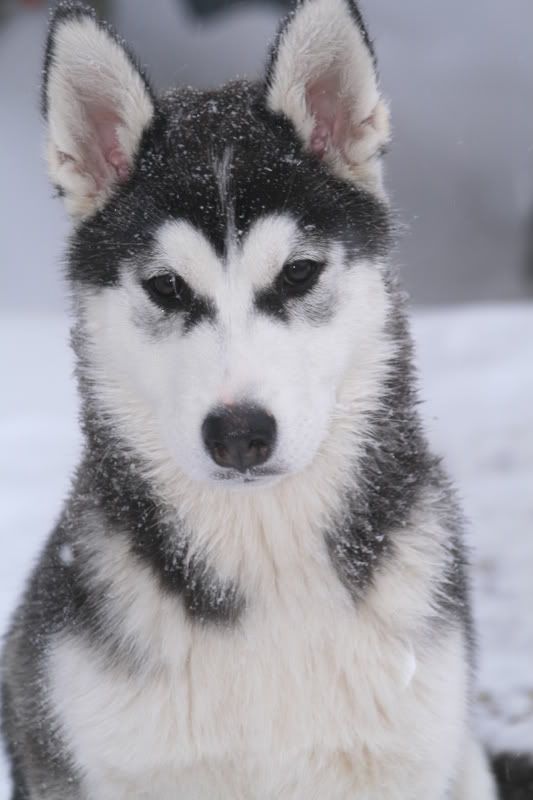 Alaskan Husky Timberwolf Dog Breeds Picture Alaskan Husky Timberwolf Dog Breeds Picture