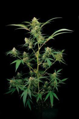 dinafem_critical-marijuana-seeds.jpg