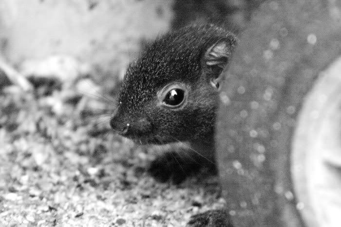 080414-black-squirrel-1web.jpg