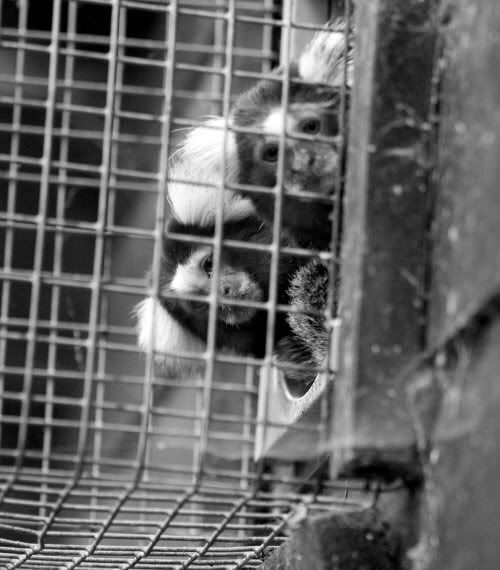 060527Marmosets1bwweb.jpg