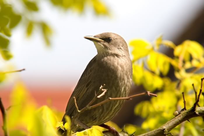 060529Youngstarling2web.jpg