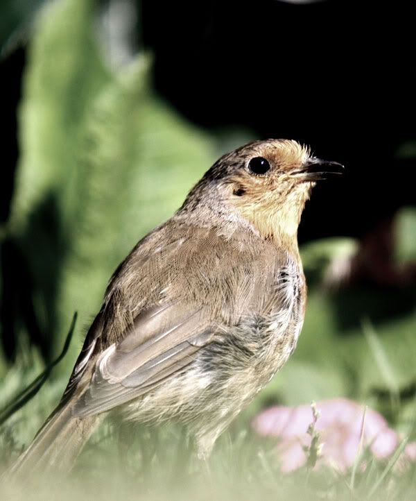 060730-Robin1web.jpg