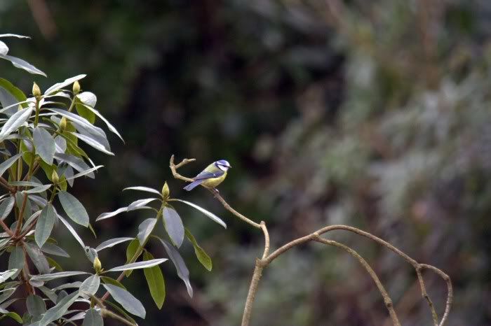 Bluetit13web.jpg