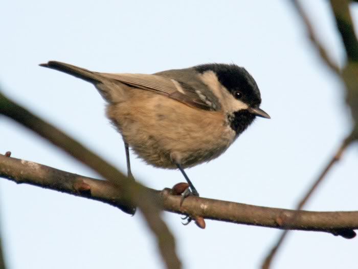 Coaltit1web.jpg