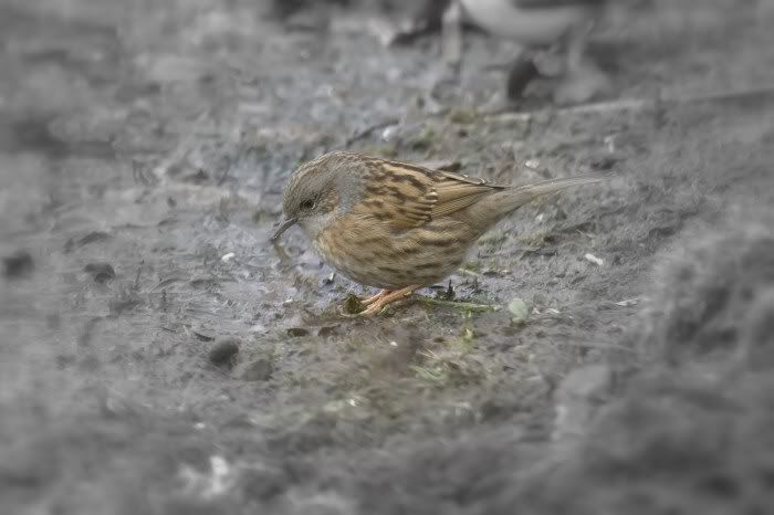 Dunnock131web.jpg