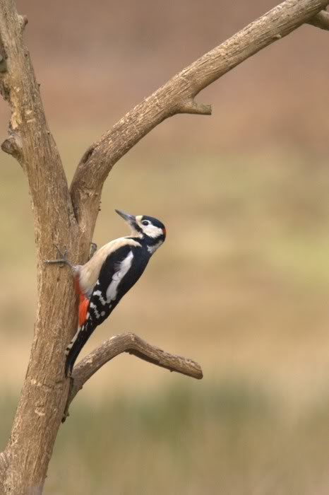 Woodpecker13web.jpg