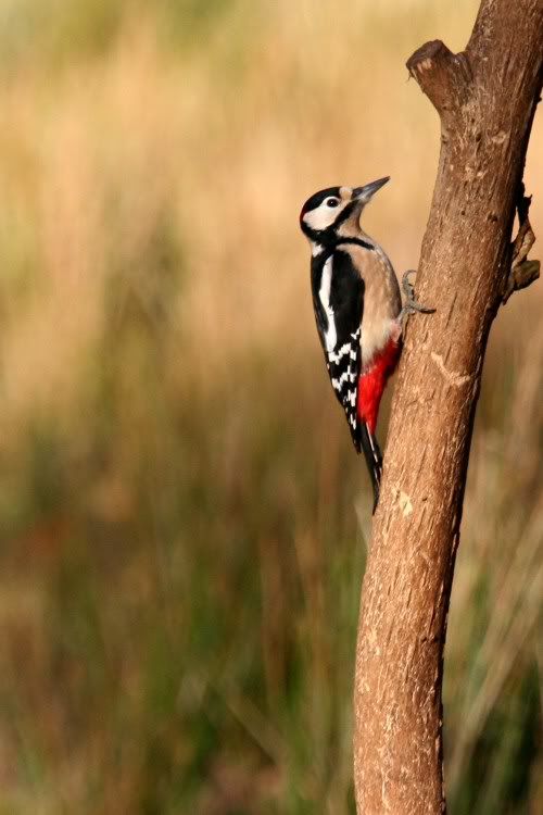 woodpecker1web.jpg