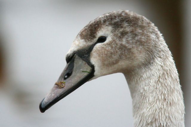 young-swan-web1.jpg