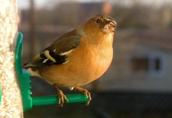 Chaffinch6web.jpg