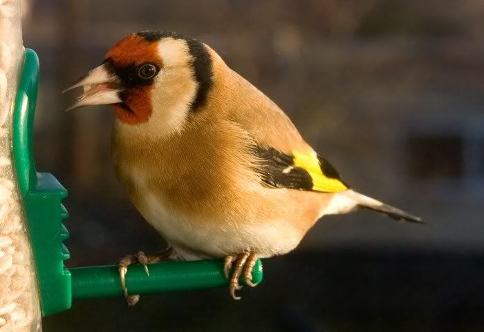 Goldfinch6web.jpg