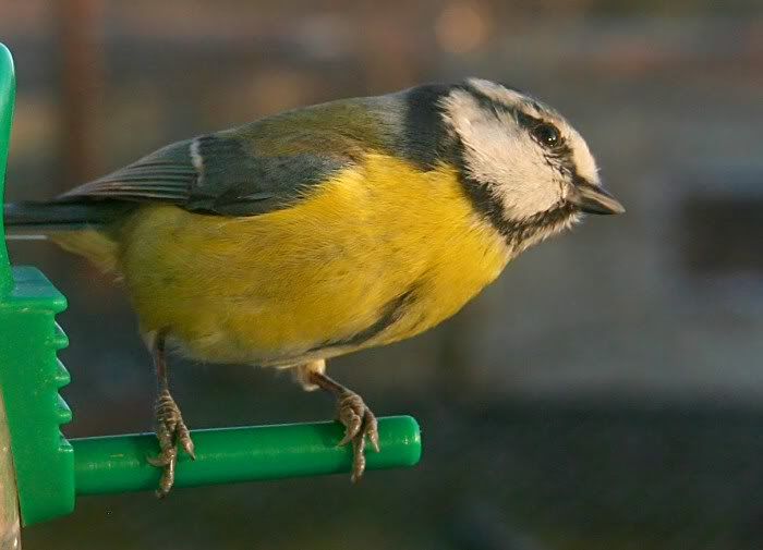 bluetit6web.jpg