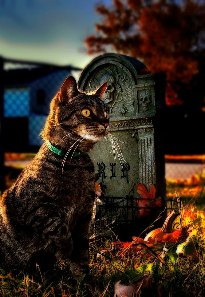 IMAGE: http://i5.photobucket.com/albums/y173/thesonofdarwin/BA138_RGB-1.jpg