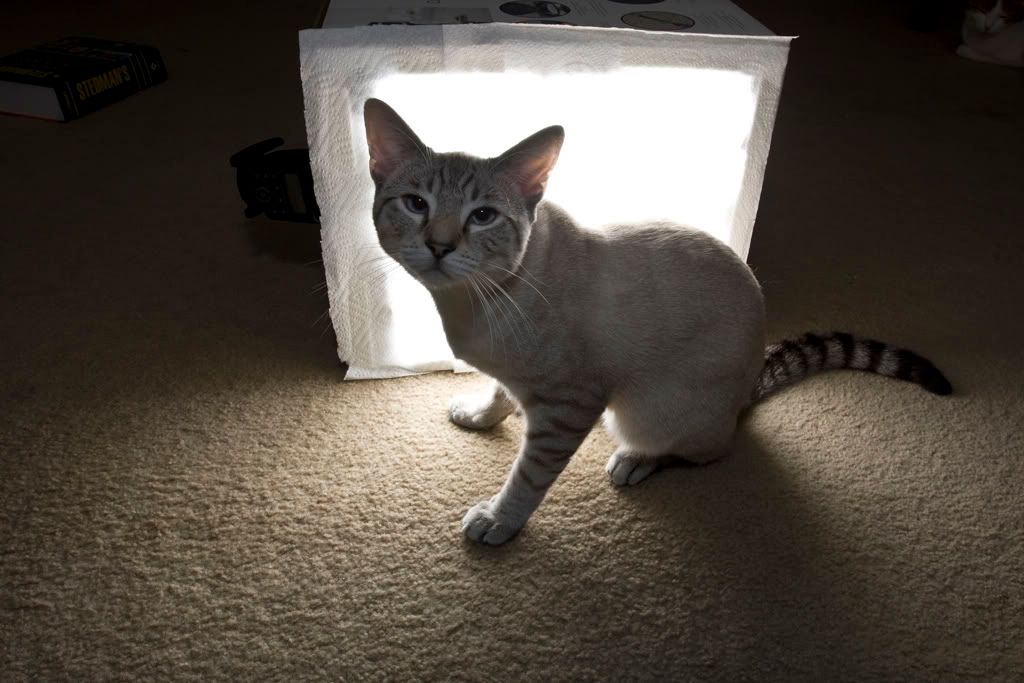 IMAGE: http://i5.photobucket.com/albums/y173/thesonofdarwin/IMG_5613_o.jpg