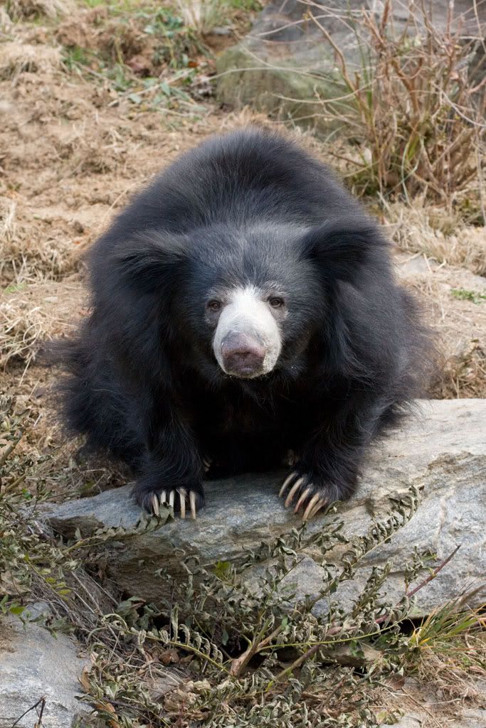 IMAGE: http://i5.photobucket.com/albums/y173/thesonofdarwin/IMG_9962.jpg