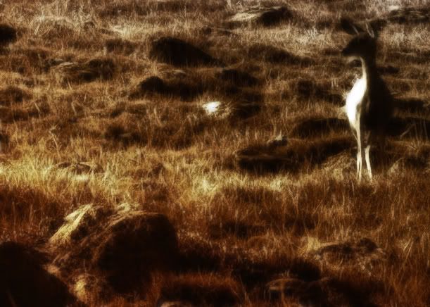 IMAGE: http://i5.photobucket.com/albums/y173/thesonofdarwin/ba97copy2.jpg