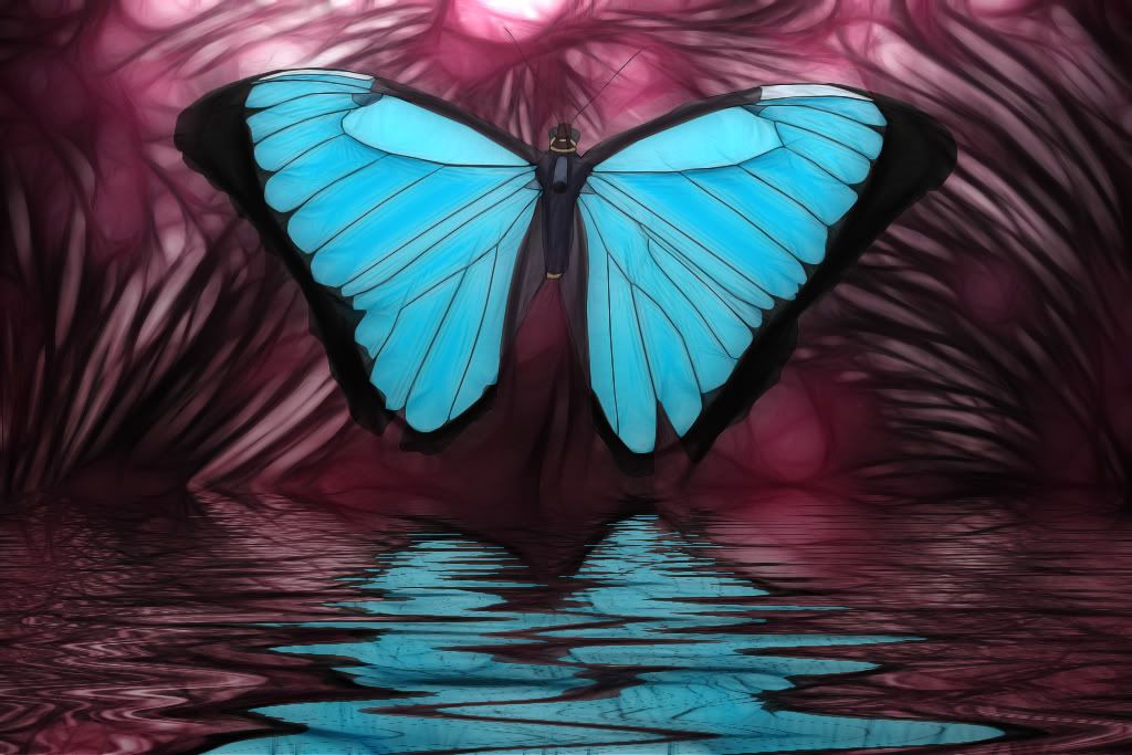 IMAGE: http://i5.photobucket.com/albums/y173/thesonofdarwin/butterflyfinal.jpg