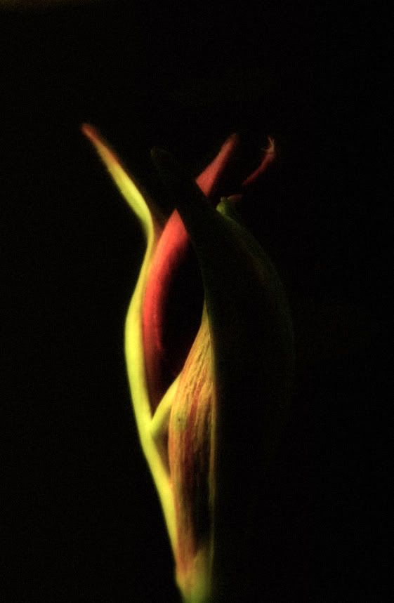 IMAGE: http://i5.photobucket.com/albums/y173/thesonofdarwin/flowertemp.jpg