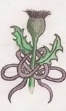 Thistle tattoo design