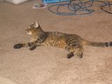 Ony006.jpg image by emithebug