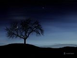 moontree.jpg image by emithebug