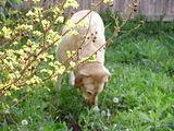 Spring2009010.jpg image by emithebug