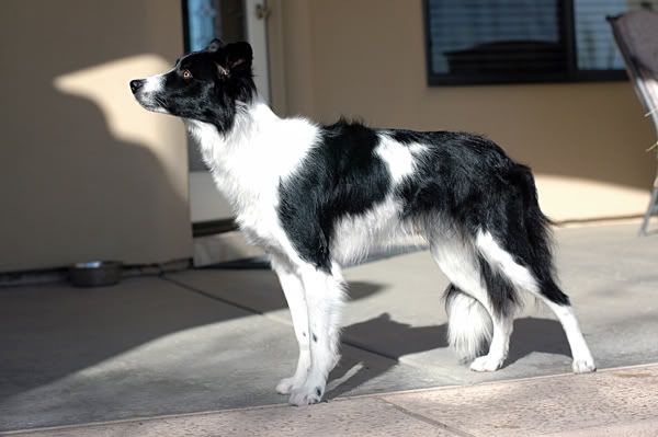 General Border Collie Discussion 