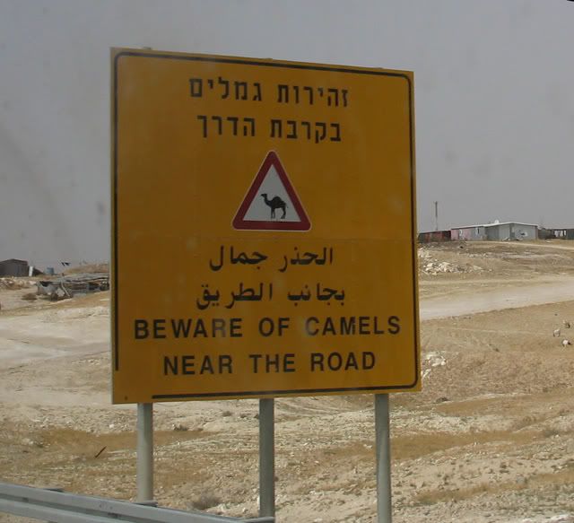 image: camels