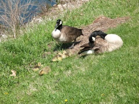 Preening Lesson