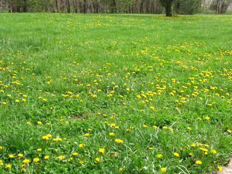 Dandilion Convention