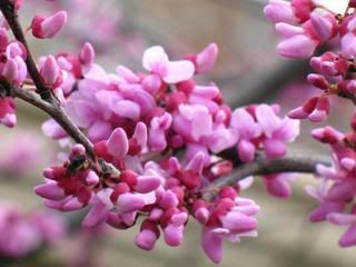 Pink Branch