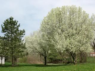 Spring Pear Tree