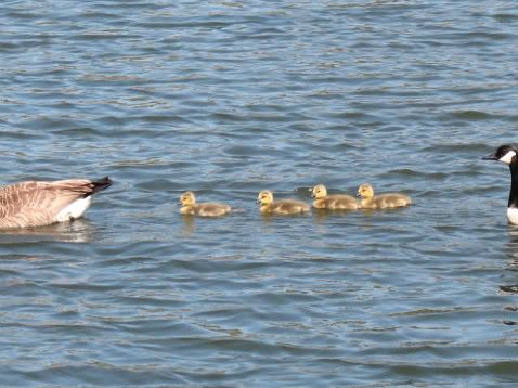 Swimming Lesson